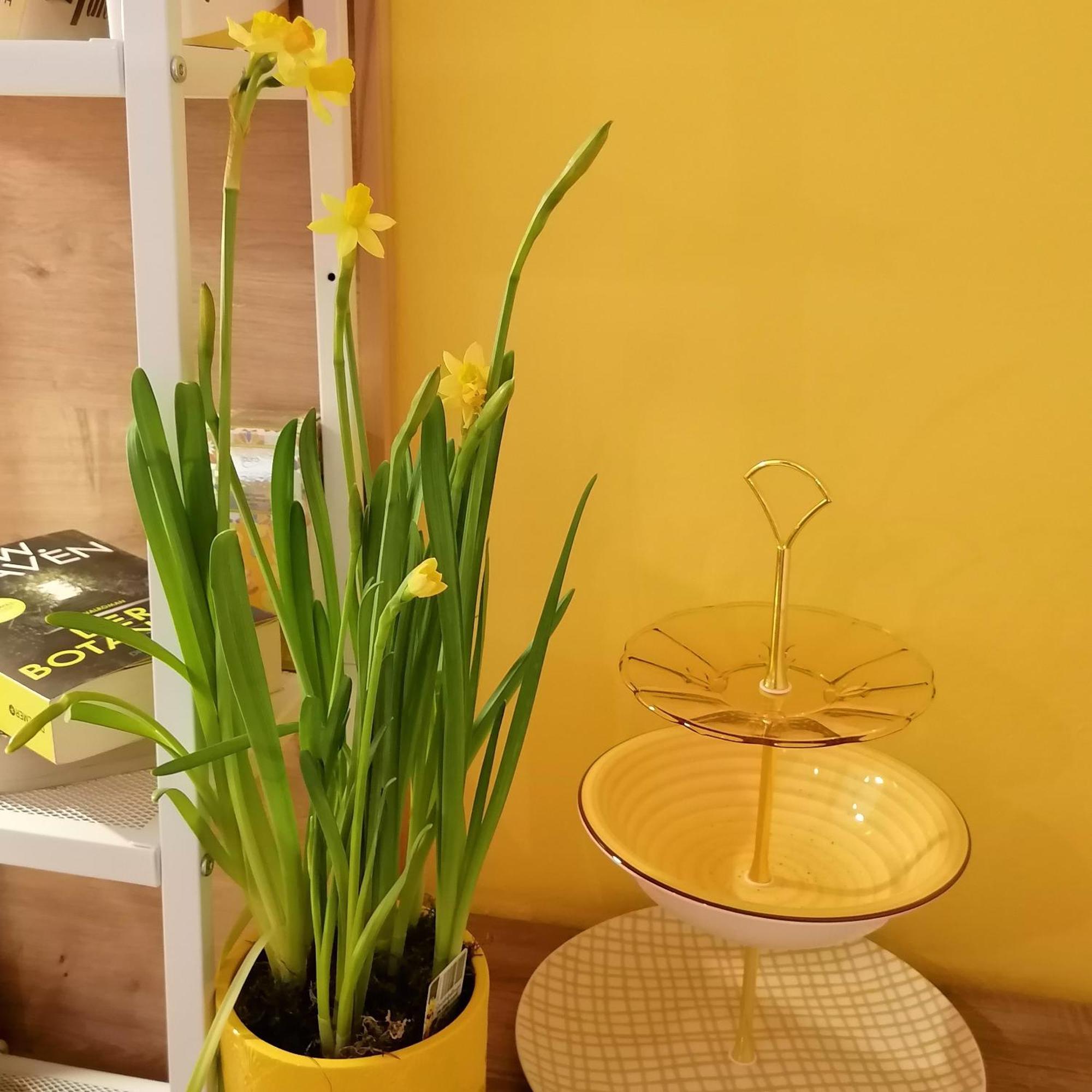 Appartement Alpenblumal à Bad Goisern Extérieur photo